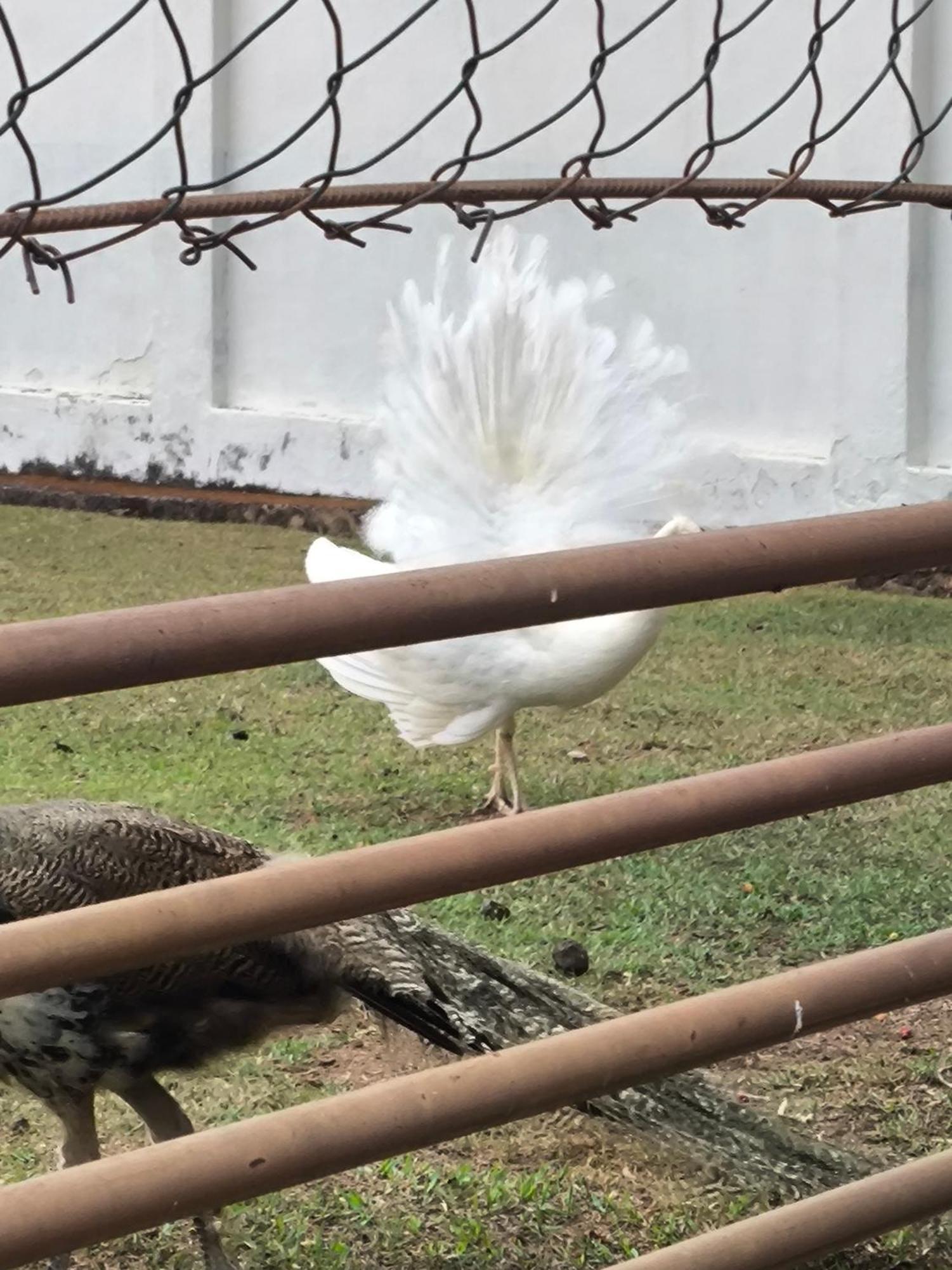 Pousada Nossa Senhora Penedo  Dış mekan fotoğraf Peacock at the zoo